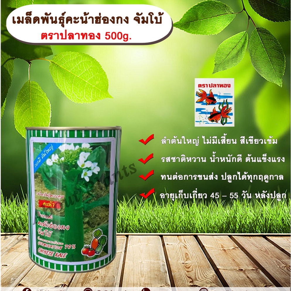 เมล็ดพันธุ์คะน้าฮ่องกงจัมโบ้-500g-ตราปลาทองเมล็ดพันธุ์ควบคุมallaboutplants