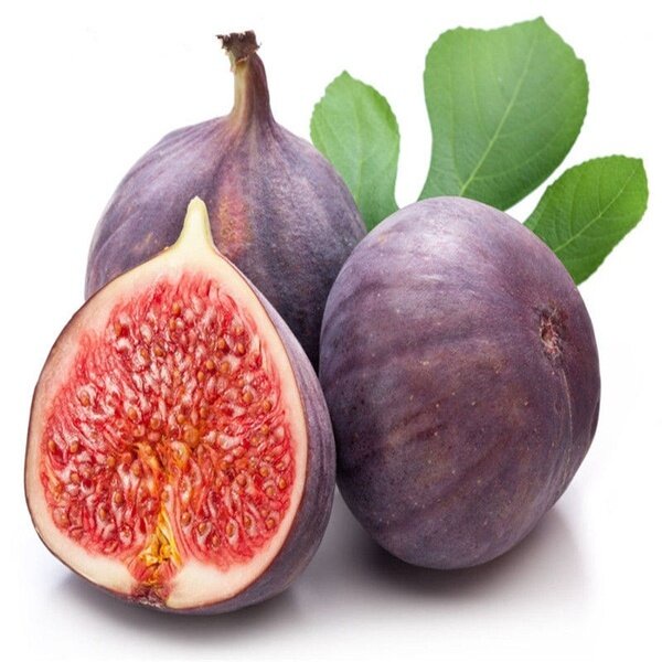 ต้นมะเดื่อฝรั่ง-มะเดื่อ-มะเดื่อฝรั่ง-เมล็ดพันธุ์-figs-seeds-ต้นไม้-ต้นไม้ประดับสด-เมล็ด-นี่มันเมล็ดพืช-ไม่ใช่พืช