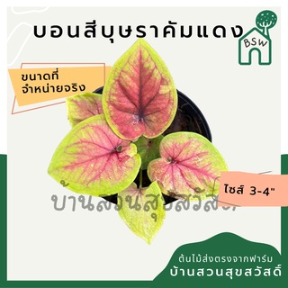 บอนสีบุษราคัมแดง บอนบุษราคัมแดง บอนสี มาในกระถางพร้อมตั้ง