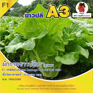 เมล็ดพันธุ์ ผักกาดขาวปลีเบา A3 บรรจุ 1 กรัม