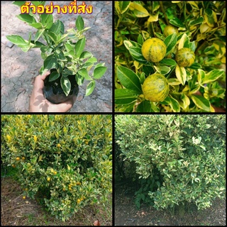 (2ต้น)(vาย ต้นพันธุ์) ต้น ต้นส้มจี๊ดด่างแคระ ต้นส้มจี๊ด ด่างแคระ ต้นส้มจี๊ดด่าง ส้มจี๊ดด่าง ส้มจี๊ดด่างแคระ happy