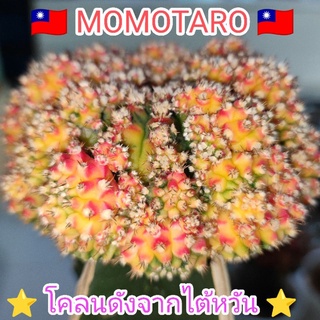 แคคตัสMomotoro🇹🇼⭐ไม้โคลนดังจากไต้หวัน⭐💥หน่อเด็ดสดหัวสีล้วน ใช้กราฟ💥 ขนาดหน่อ1.8 - 2.5 cm.