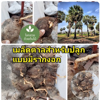 เมล็ดพันธุ์ เมล็ดต้นตาลโตนดแบบมีรากงอก 1 เมล็ด