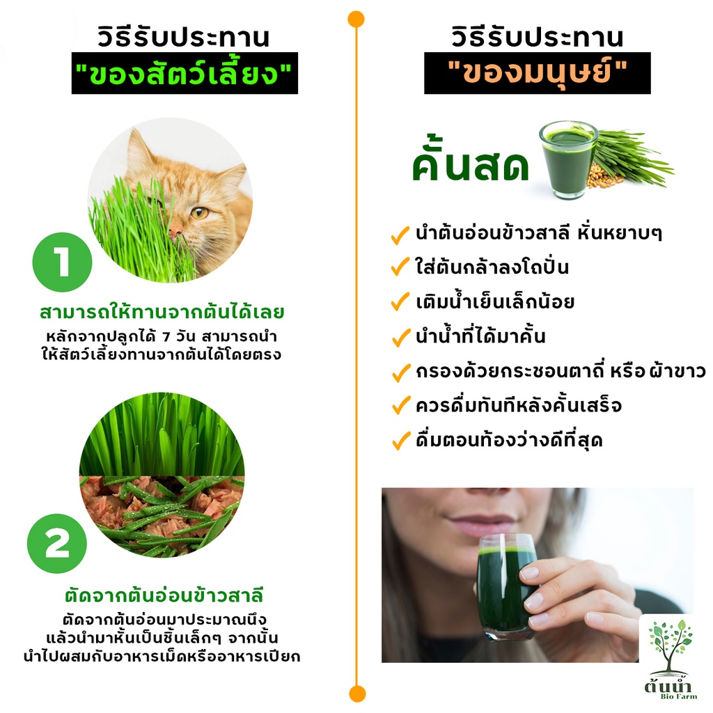 เมล็ดต้นอ่อนข้าวสาลี-เมล็ดพันธุ์ผัก-เมล็ดผักปลอดสาร-เมล็ดผักสลัด-เมล็ดต้นอ่อน-เมล็ดพันธุ์ผักสวนครัว