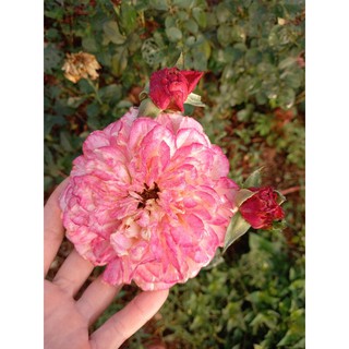 กุหลาบคอเดส จูบีลี่ ดอกใหญ่ดอกหอม
