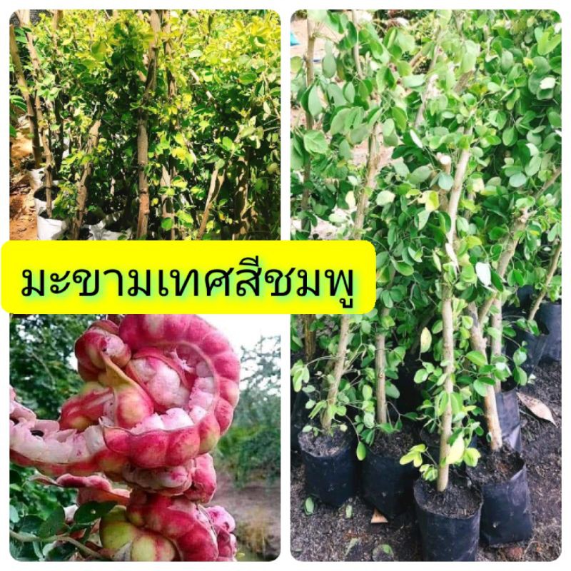 ต้นพันธุ์มะขามเทศสีชมพู-กิ่งตอนชำลงดำแล้ว-รากแน่น-โตไว-ต้นแข็งแรงพร้อมปลูก