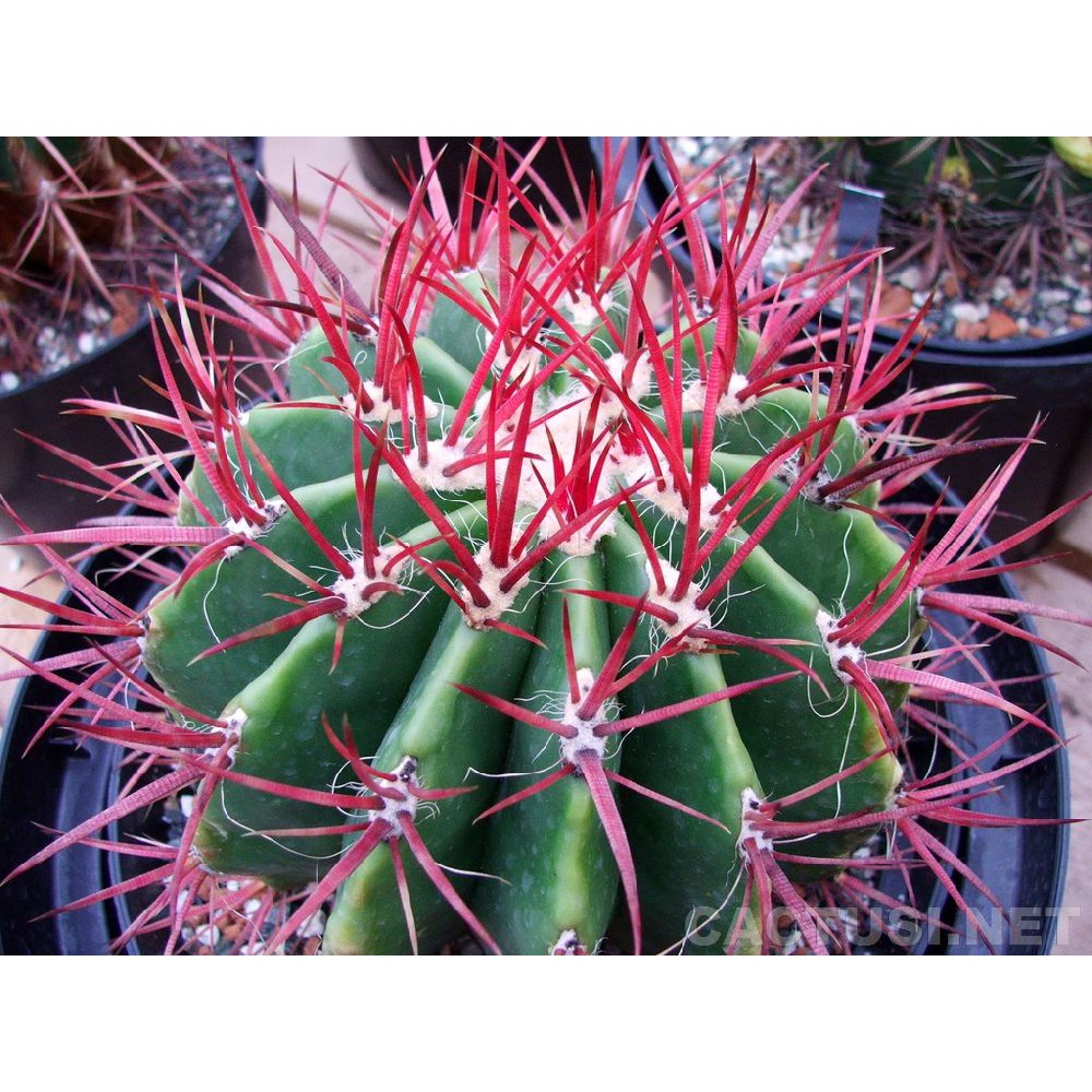 ferocactus-acanthodes-v-albispinus-10-seeds