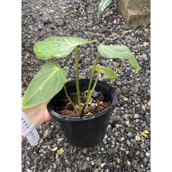 philodendron-gloriosum-ก้านแบน