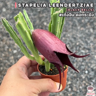 เก๋งจีน ดอกระฆัง Stapelia leendertziae (Black Bells) แคคตัส กระบองเพชร cactus&succulent