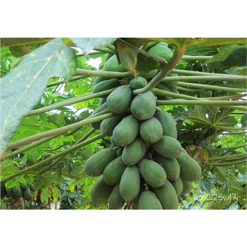 เมล็ดพันธุ์-ถูก-คละ-เมล็ดพันธุ์-มะละกอ-papaya-seeds-fruit-seeds-บรรจุ-10-เมล็ด-พันธุ์ไม้หายาก-พันธุ์ไม้ผล-plants-ปลูกง่