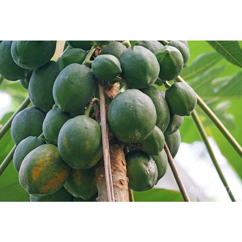 เมล็ดพันธุ์-ถูก-คละ-เมล็ดพันธุ์-มะละกอ-papaya-seeds-ต้นพันธุ์ผลไม้-เมล็ดบอนไซ-พันธุ์ไม้ผล-แต่ละแพ็คมี-10-เมล็ด-seeds