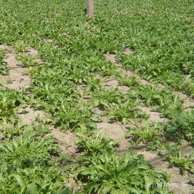 chicory-seed-bitter-chrysanthemum-rapeseed-seed-bud-seed-single-seed-lettuce-chicory-seededเมล็ดเชีย-เมล็ดกุหลาบ-เมล็ดดอ