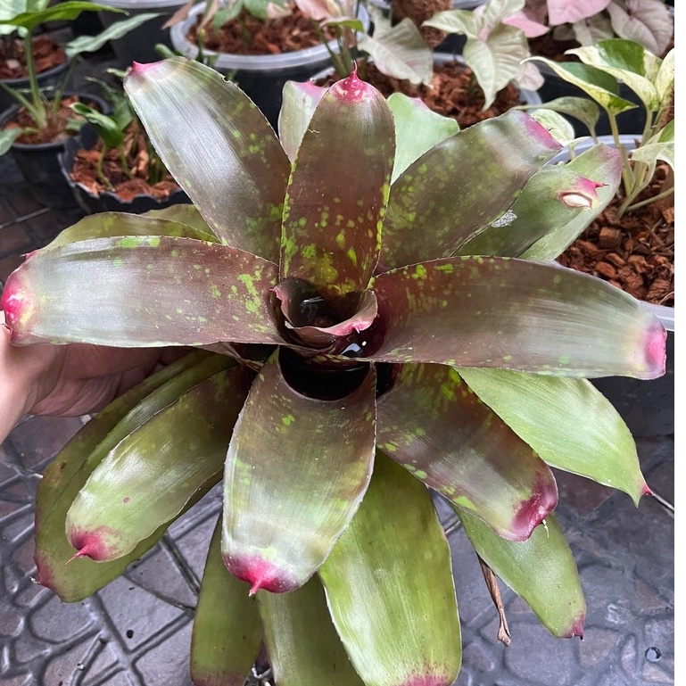 ขายเป็นหน่อหรือต้นลูก-สับปะรดสี-bromeliads-ไม้ด่าง-ไม้มงคล-ไม้ประดับ