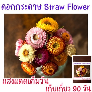 ใหม่!! 100 เมล็ด เมล็ดพันธุ์ ดอกกระดาษ Straw Flower-Helichrysam
