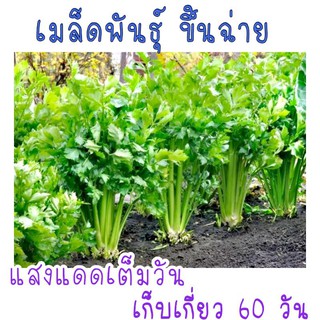 เมล็ด​พันธุ์​คื่นช่าย​ ขึ้นช่าย​ 500-700 เมล็ด​