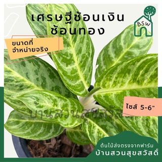 เศรษฐีช้อนเงินช้อนทอง กระถาง 5-6 นิ้ว อโกลนีมา ด่างแบบโดดเด่น aglaonema ไม้แรร์