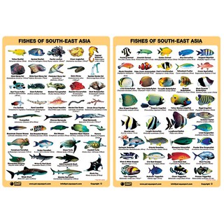 ภาพหน้าปกสินค้าFish Slate (Fish ID) (ซื้อ1 แถม1 สั่งแค่1 ชิ้น ได้เป็น set มี2 design) ที่เกี่ยวข้อง