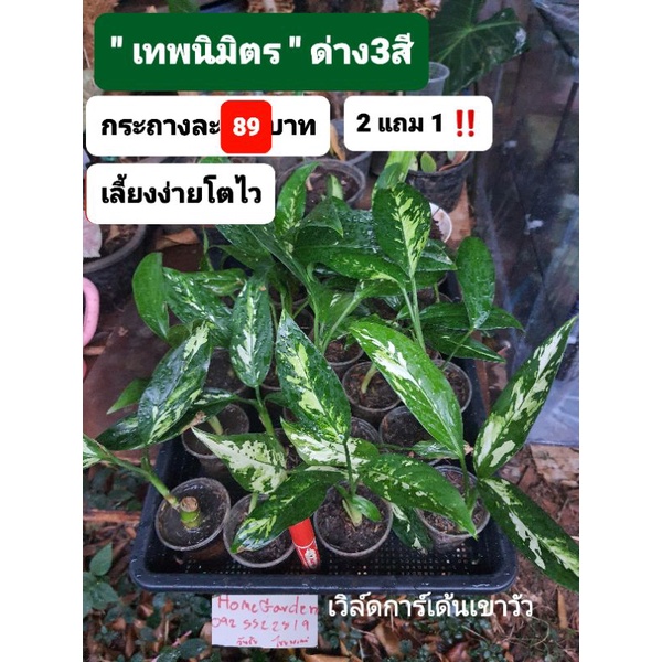 เทพนิมิตร-ด่างสามสี-สายพันธุ์พิเศษ