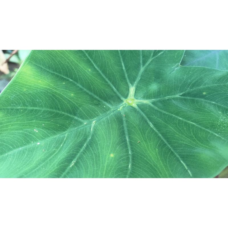 colocasia-yellow-window-ฟาร์โรเหลือง-มีเก็บเงินมีเก็บเงินปลายทาง