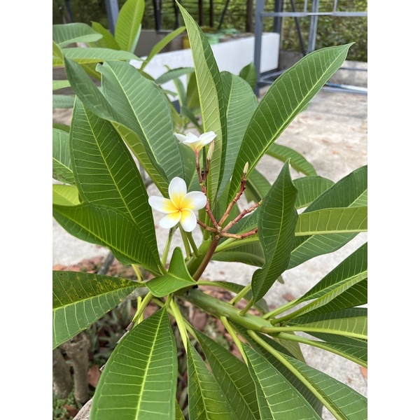 กิ่ง-ลีลาวดี-plumeria-กิ่งลีลาวดีตัดสด