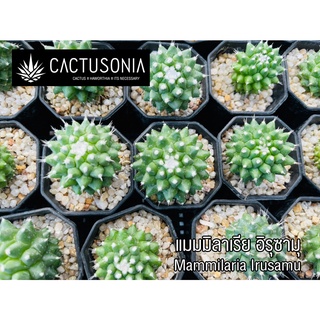 แมม อิรุซามุ แมมมิลาเรีย อิรุซามุ Mammilaria Irusamu Cactus Haworthia Succulent แคคตัส