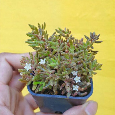 ภาพสินค้าต้นไม้อวบน้ำ กุหลาบหิน คราสซูล่าฮัมเบอร์ติอาย Crassula Humbertii succulents cactus จากร้าน peesupee บน Shopee ภาพที่ 1