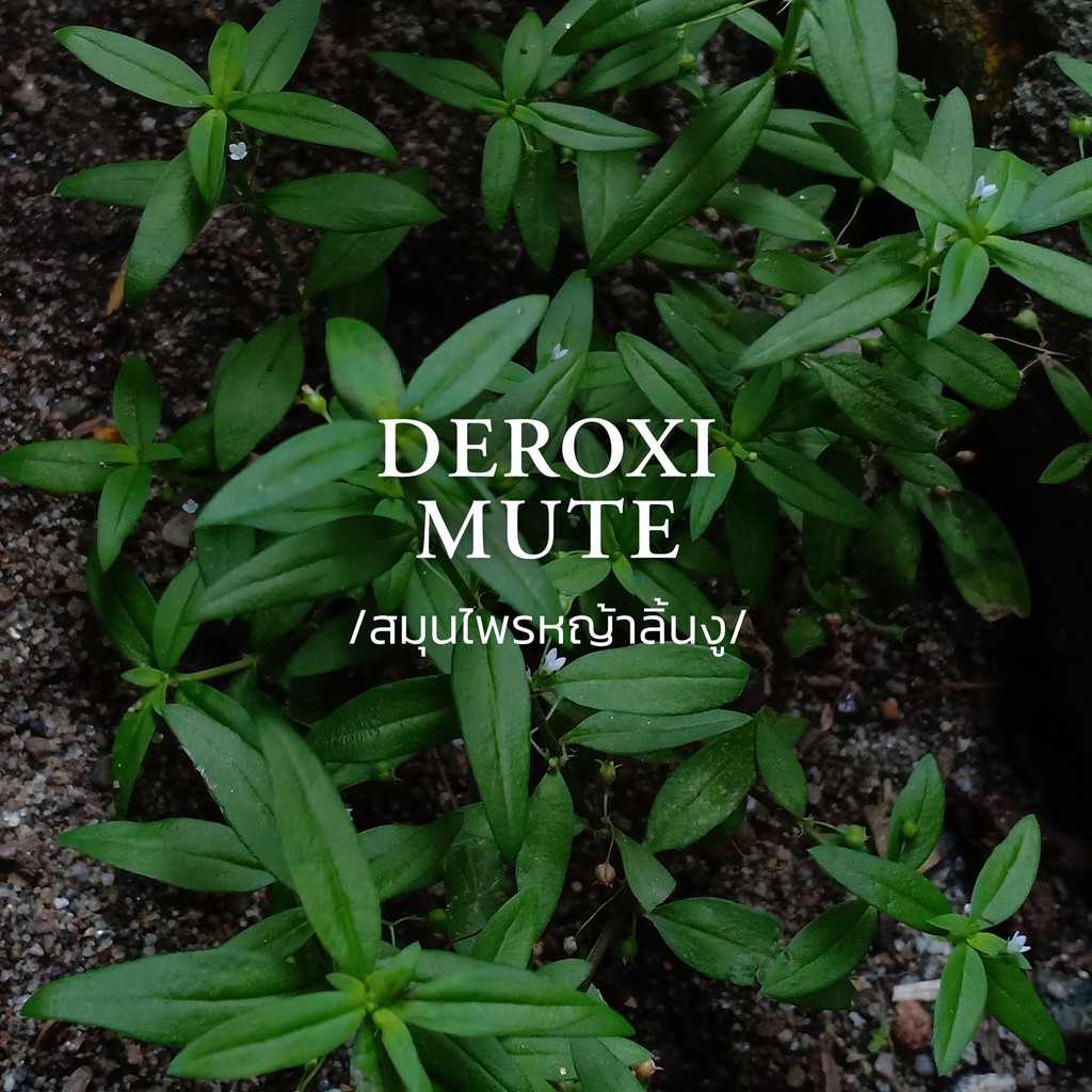 deroxi-mute-เครื่องดื่มสมุนไพรสด-ผลิตจากสมุนไพรแท้-100