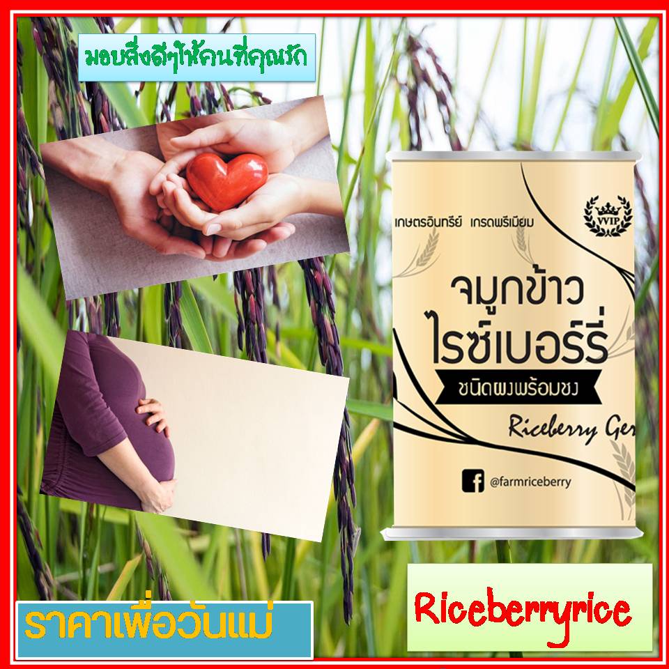 ภาพสินค้า1กป ข้าวกล่องงอกไรซ์เบอร์รี่VVIP จมูกข้าวกล้องงอกRiceberry500g VVIP เหมาะทุกวัย exp6/23 จากร้าน yimyim346 บน Shopee ภาพที่ 2