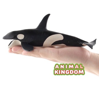 Animal Kingdom - โมเดลสัตว์ ปลาวาฬเพชฌฆาต BB ขนาด 20.00 CM (จากสงขลา)