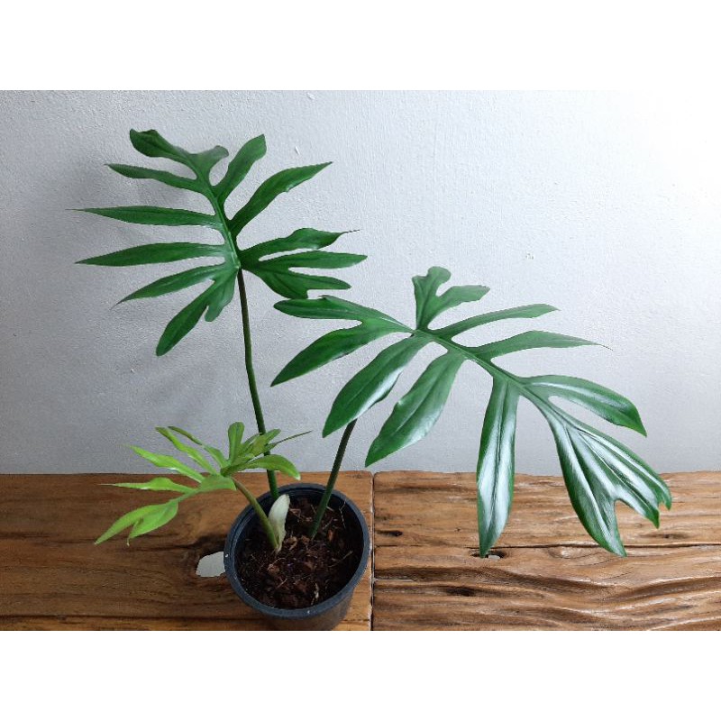 philodendron-mayoi-size-m-ฟิโล-มาโยอิ-ขนาด-กลาง