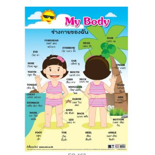 My Body ร่างกายของฉัน (หญิง) 2 ภาษา #EQ-162 โปสเตอร์กระดาษ หุ้มพลาสติก