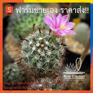 สวนขายเอง! แมมชูแมน Mammillaria schoumanni ไซส์กระถาง 2 นิ้ว แคคตัส กระบองเพชร ต้นไม้ประดับ อวบน้ำ  แคนตัส  ตะบองเพชร