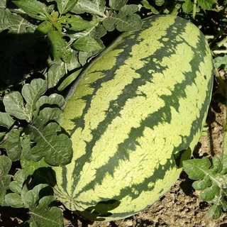 เมล็ดพันธุ์ แตงโมจูบิลี่ (Jubilee Watermelon Seed) บรรจุ 20 เมล็ด คุณภาพดี ราคาถูก ของแท้ 50 เมล็ด (ไม่ใช่พืชที่มีชีวิต)