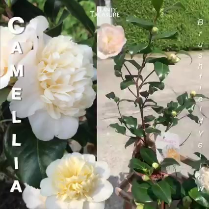 1ต้น-ต้น-ดอก-คามิเลีย-ต้นคามิเลีย-คาเมลเลีย-camellia-bonimiana-planty