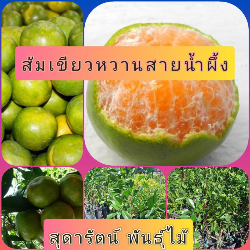 ต้นส้มเขียวหวานสายน้ำผึ้ง-รับประกันสินค้าชำรุดเครมฟรี