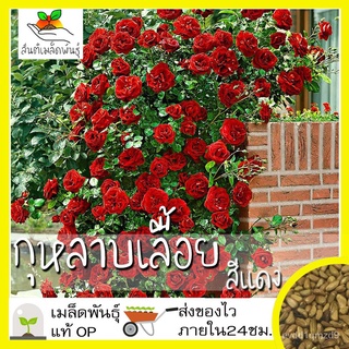 เมล็ดพันธุ์ กุหลาบเลื้อย กุหลาบ สีแดง 30 เมล็ด Red Rose Seed เมล็ดพันธุ์แท้ นำเข้าจากต่างประเทศ ปลูกผัก สวนครัว ถูกดี玫瑰/