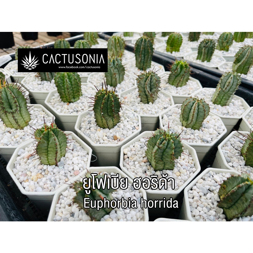 ยูโฟเบีย-ฮอริด้า-euphorbia-horrida-cactus-กระบองเพชร