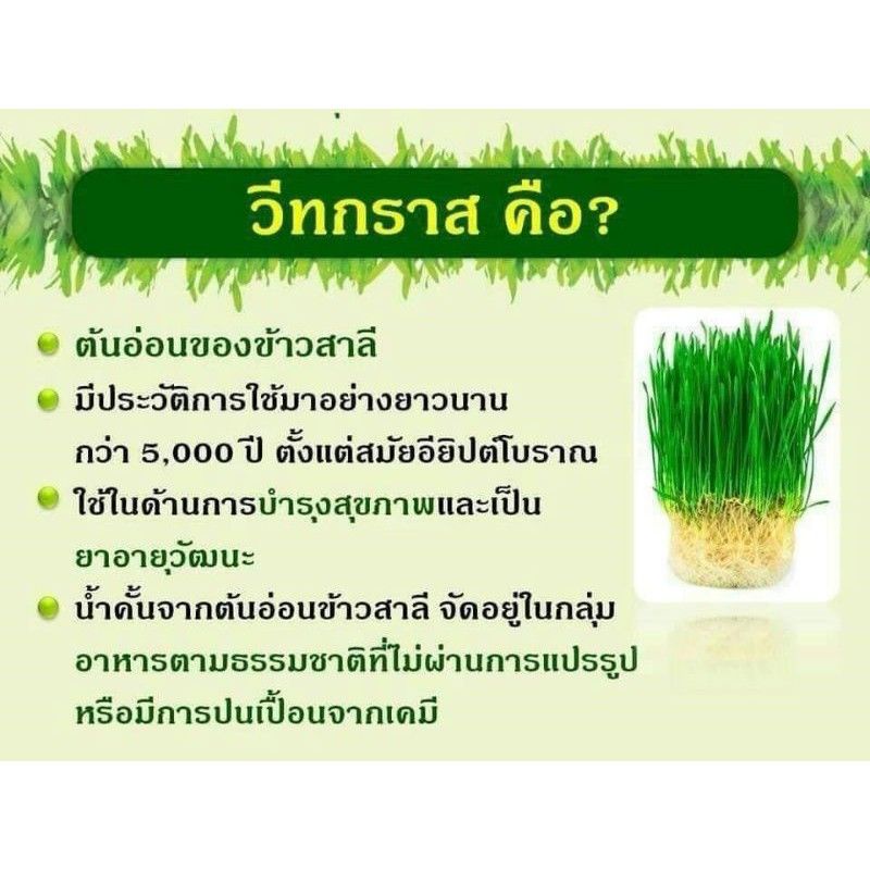 ส่งฟรี-วีทกราส-กิฟฟารีน-giffarine-wheat-grass-น้ำคั้นจากต้นอ่อนข้าวสาลี