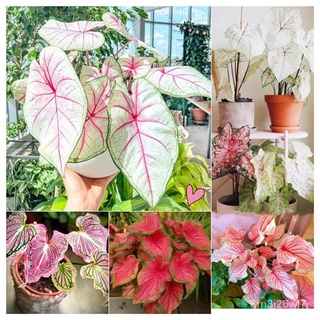 อินทรีย์ ต้น ดอก/บอนสี 100เมล็ด Mixed Colors Caladium Seeds Flower Seed ราชินีใบไม้" (ฉายา พลายชมพู) บอนสีหาย 1J9I