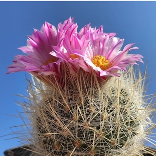 thelocactus macdowellii แมมแม็คโดเวล แคคตัส ดอกสีชมพูทูโทน