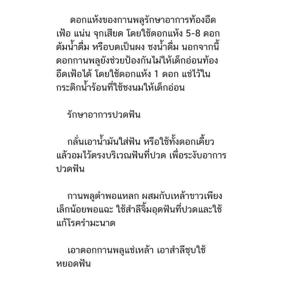 ขาย-ต้นพันธุ์-ต้น-ดอก-กานพลู-ต้นกานพลู-ลุงหนวด-พันธุ์ไม้