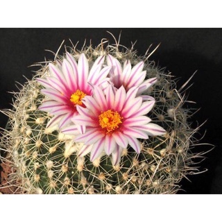 turbinicarpus saueri (กระบองเพชร แคคตัส cactus)