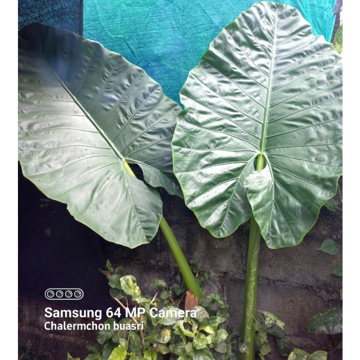 alocasia-macrorrhizos-บอนกระดาดเขียว-ยัก-ส่งตัดใบ-หัวใหญ