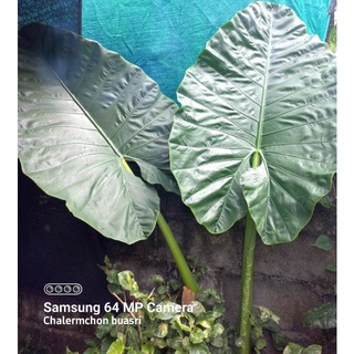 Alocasia Macrorrhizos บอนกระดาดเขียว(ยัก)ส่งตัดใบ (หัวใหญ)