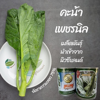 คะน้า เพชรนิล คะน้ายอด คะน้าใบ คะน้าตราลูกโลก ( Chinese Kale)