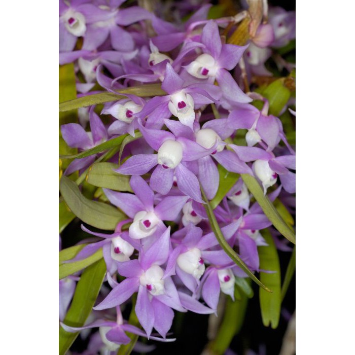 เอื้องดอกมะเขือ-dendrobium-hercoglossum-1-ต้น-ไม้ฟาร์ม-ติดดอก