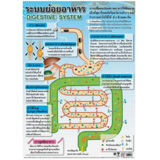 ระบบย่อยอาหาร EQ-170 โปสเตอร์กระดาษ หุ้มพลาสติก