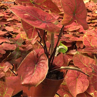 บอนสี 100เมล็ด Mixed Colors Caladium Seeds Flower Seed บอนสีหายาก ต้นไม้บอลสี ต้นไม้มงคล ต้นไม้ฟอกอากาศ เมล็ดดอกไม้ ต้นไ