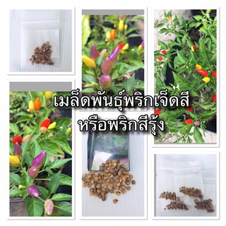 เมล็ดพันธุ์พริกเจ็ดสีหรือพริกสีรุ้ง 55-60 เมล็ด❗️แถมพีทมอสสำหรับเพาะ