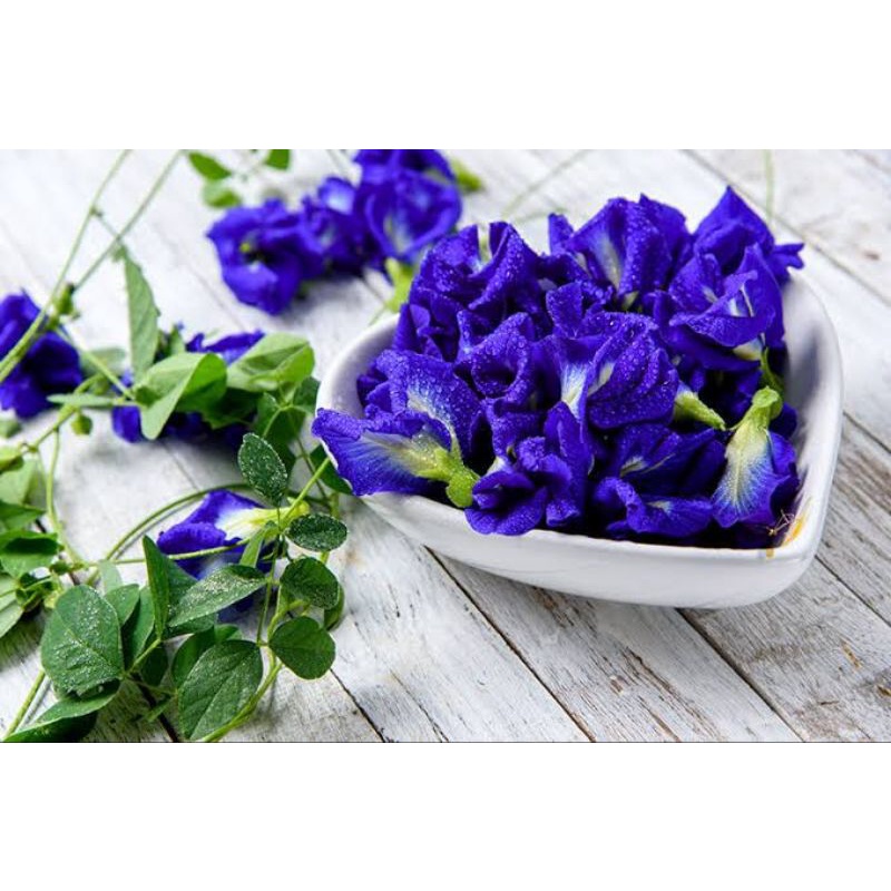 ดอกอัญชัญแห้ง-ออแกนิค100-จากสวนเชียงใหม่-ปริมาณ50กรัม-ชาอัญชัน-น้ำอัญชันมะนาว-สีฟ้าอัญชัน